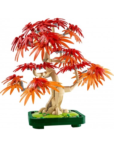 Bonsái de Arce Rojo Japonés....