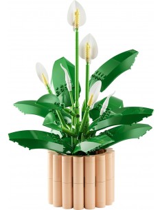 Lily of Peace. Botanicals....